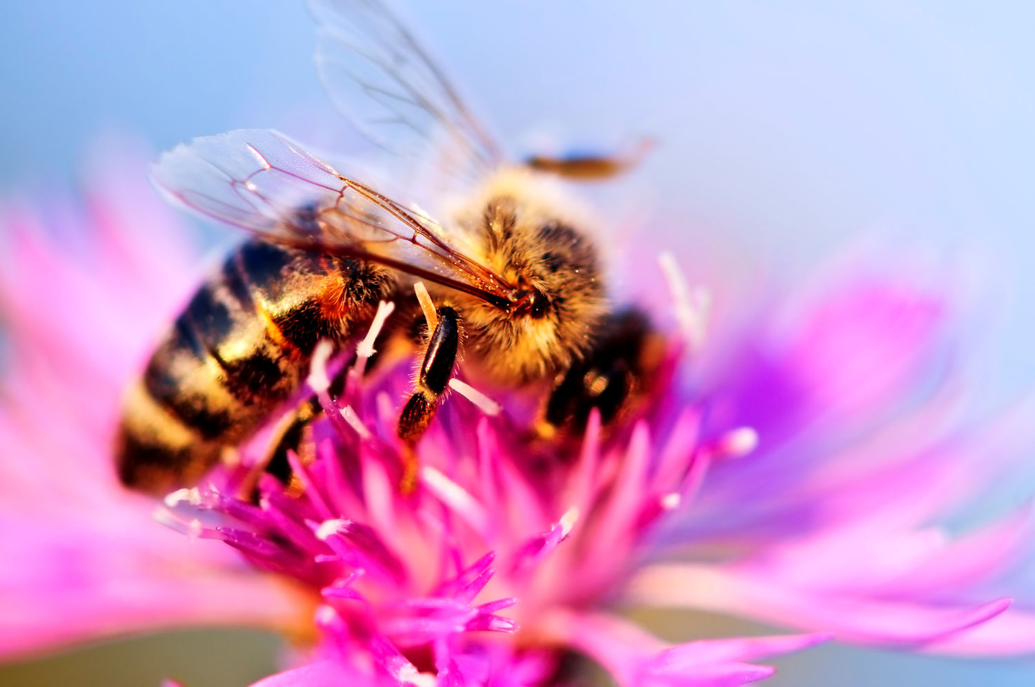 Photo of a bee feeding on a flower